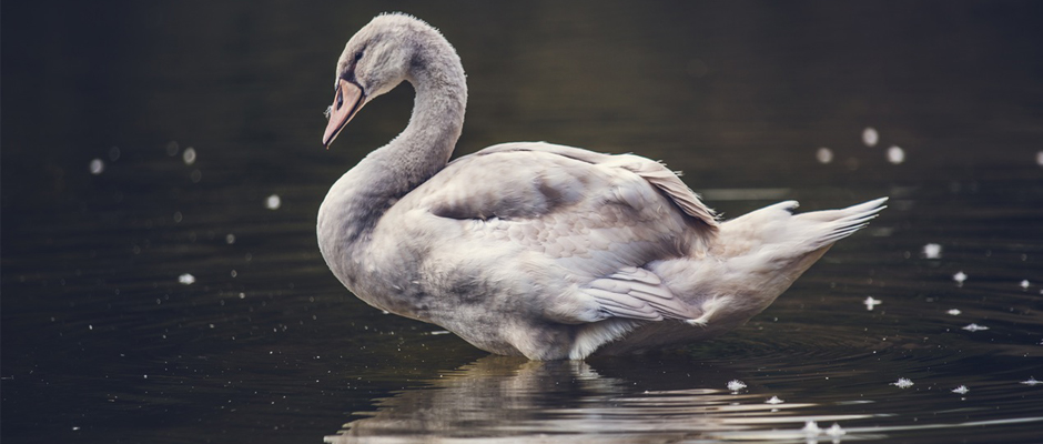 Nasce The White Swan